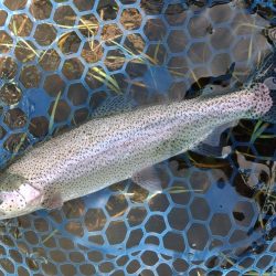 ひれピンニジマス連発！ ～フィッシング母袋～